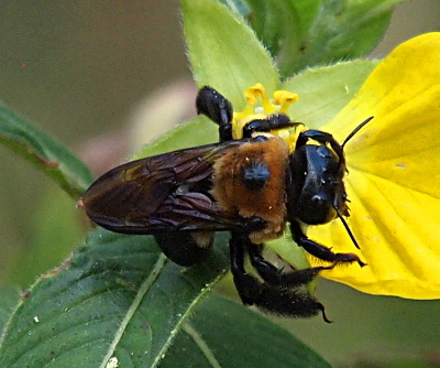 [A huge bee with a yellow fuzzy body which has a black dot on it. Its wings appear black. Its legs on long and fuzzy. Its head is black with two large eyes and thick short antennae. ]